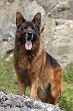BERGER ALLEMAND 178